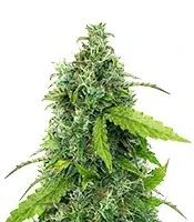 S.T.D feminized seeds