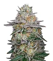 Super Banana Mango (Super Lemon Haze x GMO) Seeds