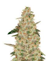 Semillas feminizadas Auto White Widow (Pyramid Seeds)