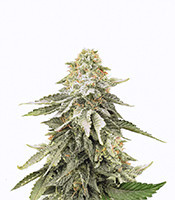 Girl Scout Cookies regular (BC Bud Depot Seeds)