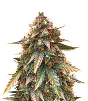 Graines de cannabis Juicy Lucy Auto (Auto Seeds)