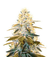 Strawberry Glue (T.H. Seeds)