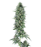 Txees Bilbo feminized seeds