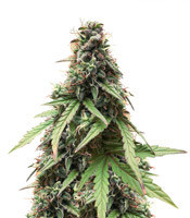 White Widow Autoflowering CBD feminized seeds