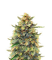 Critical Mass Auto Feminized Seeds (Herbies Seeds USA)