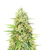 Gorilla G4 Auto (BlimBurn Seeds) Cannabis-Samen