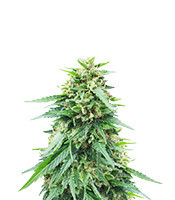 Somango XXL (Nirvana Seeds) Cannabis-Samen