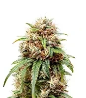 Bubblehead 13 feminized seeds