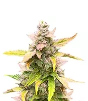 Cristal Limit feminized seeds