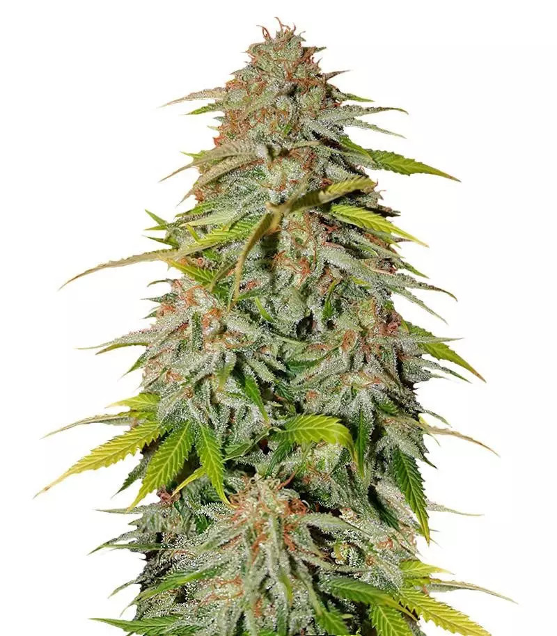 Ice Cream Cake Fast Flowering Samen feminisiert (Humboldt Seeds)