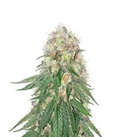 Kush Mints Fast Version Seeds (Seedkeepers)