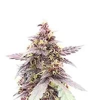 Semi Femminizzati Purple Lemonade Poison Autoflower (Seedkeepers)