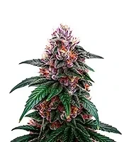 Sirius Black Seeds