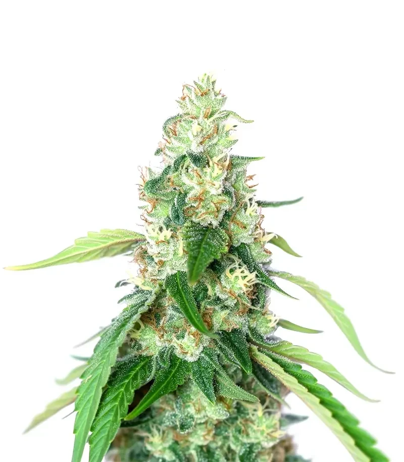 Steve’s Alien OG Seeds