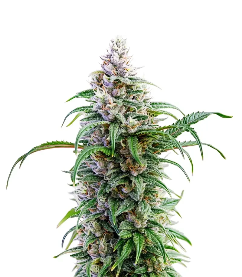 Thai Herer 99 Seeds (Brothers Grimm Seeds)