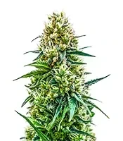 White Diesel Haze Automatic Seeds