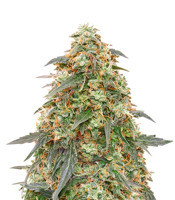 Tangerine Dream Auto Feminized Seeds from Barney’s Farm