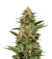 Amnesia OG Regular (Karma Genetics) Cannabis-Samen