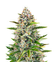 Gorilla Z Auto feminized seeds (Barney’s Farm)