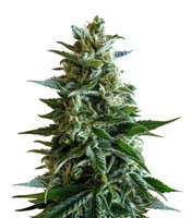 Graines de cannabis Kush Express Auto (Positronics Seeds)