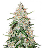 Nicole Cream Autoflower (Seedstockers)