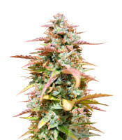 White Haze Automatic (White Label) Cannabis-Samen