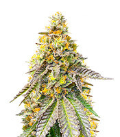 Sementes Feminizadas de Girl Scout Cookies Fast Version (EGS)