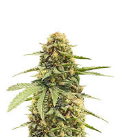 Haze Berry feminized seeds