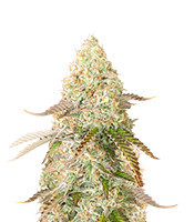 Medical Buddha (Kera Seeds)