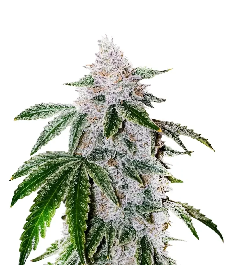 Atomic Leisure R1 Seeds (Ethos Genetics)