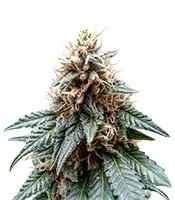 Chemdog Gorilla (Expert Seeds) feminized seeds