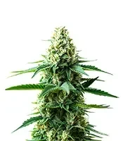 Extraction RS54 Seeds