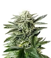 King’s Kush CBD feminized seeds