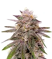 Master Yoda Auto Seeds