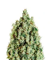NL5 Haze Mist femminuccia