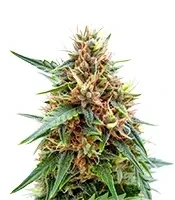 Graines de cannabis Northern Auto (BlimBurn Seeds)