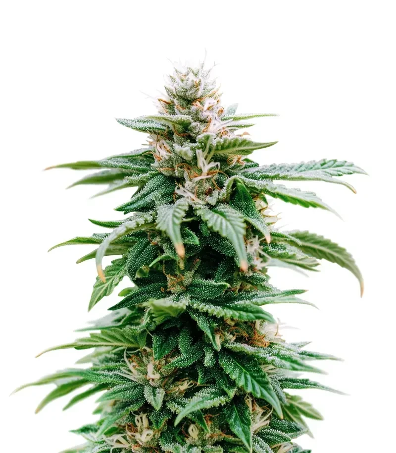 Purple Overload Seeds (Original Sensible Seeds)