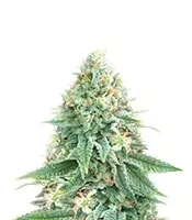 Semi Femminizzati Strawberry Sangria Banana Autoflower (Seedkeepers)