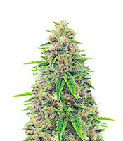 Totally Alpha OG Feminized Seeds (AlphaFem Seeds)