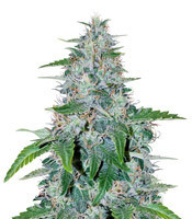 Critical Mass Automatic (Big Buddha Seeds)