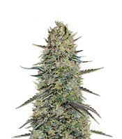 Hindu Cream feminized seeds