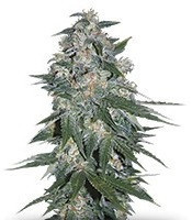 Ketama Regular seeds