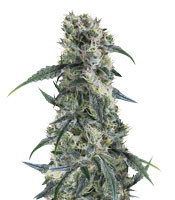 Strawberry Banana feminized seeds