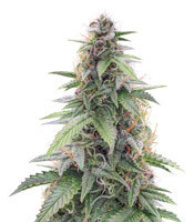 CBD Star Auto (Ministry Of Cannabis) Cannabis-Samen