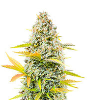 Dozy Sith Feminized Seeds (AlphaFem Seeds)