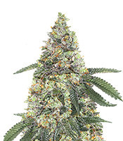 Girl Scout Cookies Autoflower (Seedstockers) Cannabis-Samen