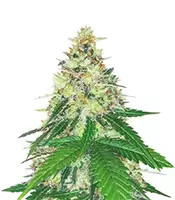 Sementes Feminizadas Apple Betty (Herbies Seeds)