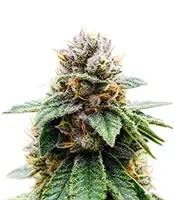 Colorene Kush feminized seeds