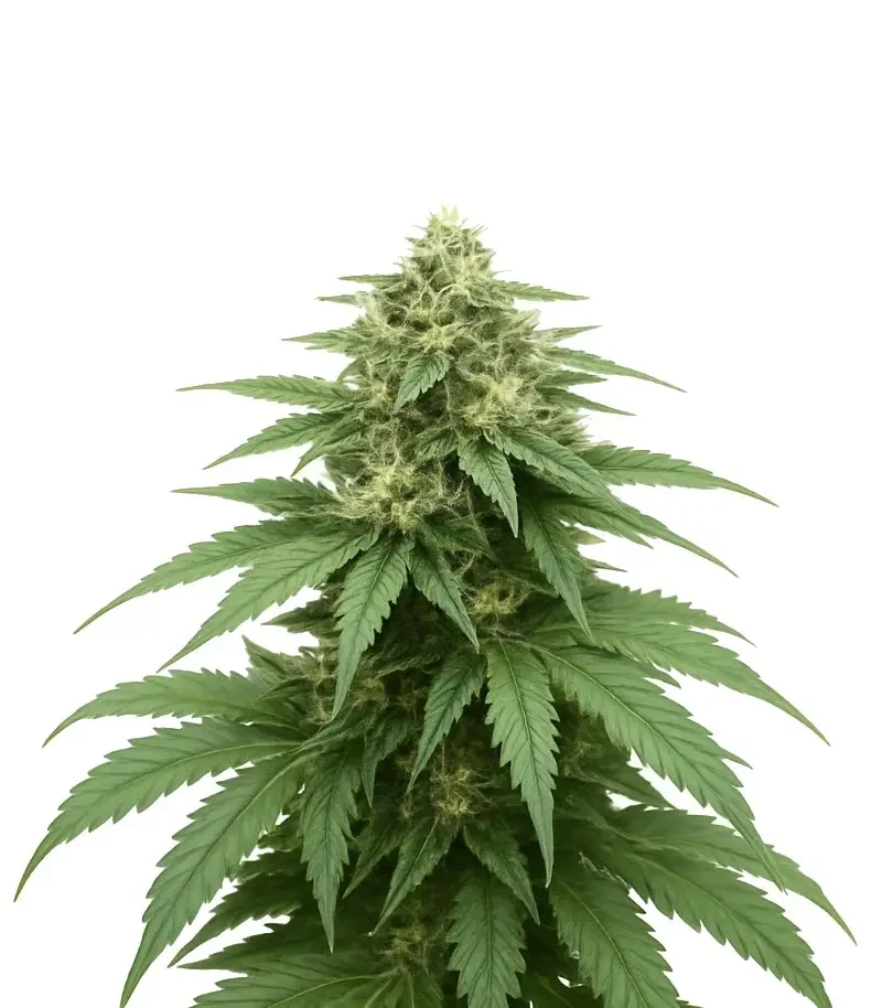 Semi Femminizzati Gorilla Cookies Auto (Big Head Seeds)