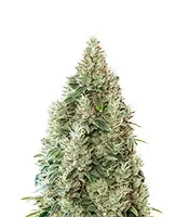 Semi femminizzati Great White Shark CBD